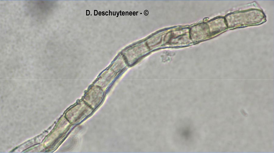 Golovinomyces orontii